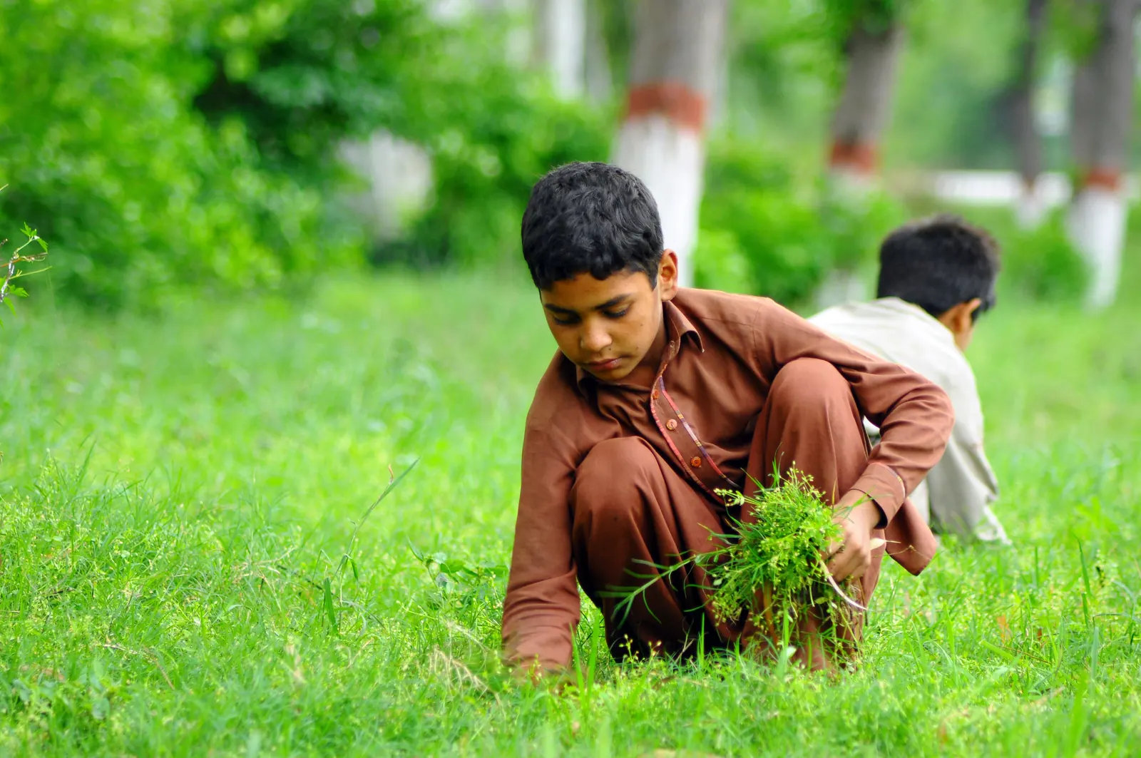 A boy in a brown shalwar kameez crouches to pull weeds from a green lawn, another boy working behind him