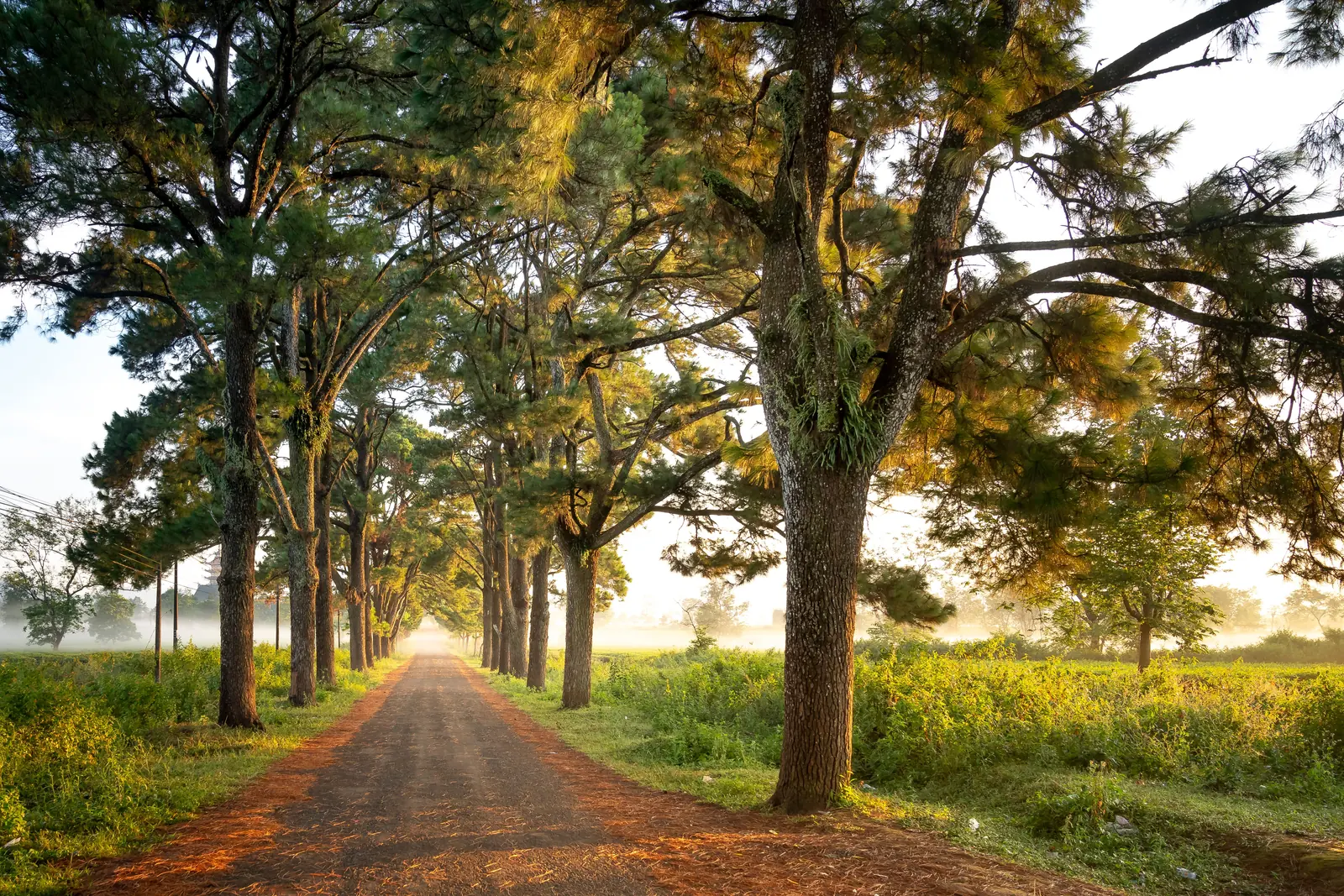 A quiet country road lined with tall pines in early morning light, mist over the fields