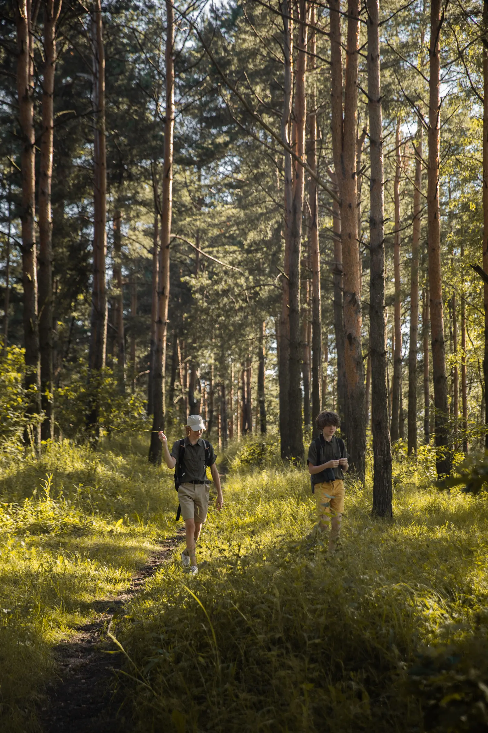 Two boys with backpacks walk along a sunlit forest path between tall pines