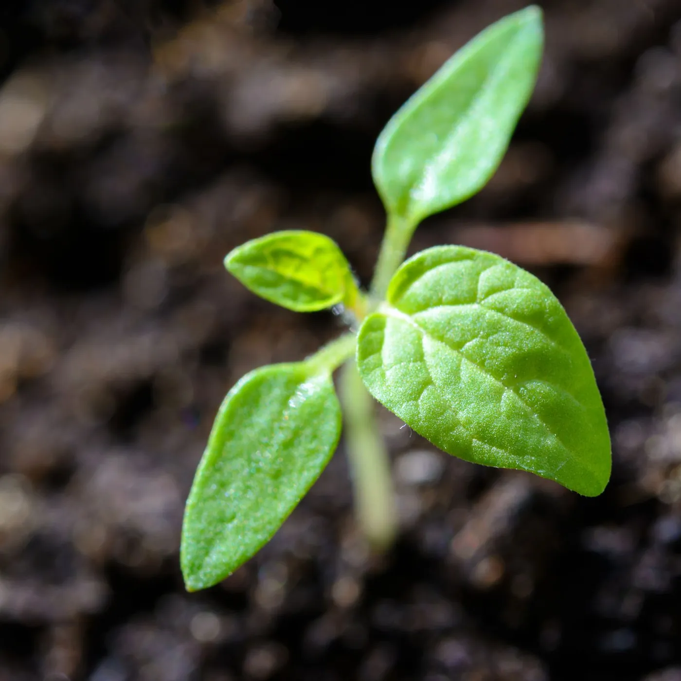 A young green seedling with four leaves rising from dark soil, lit by soft light against a blurred background